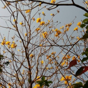 黄花风铃木3m以上，米径8厘米以上