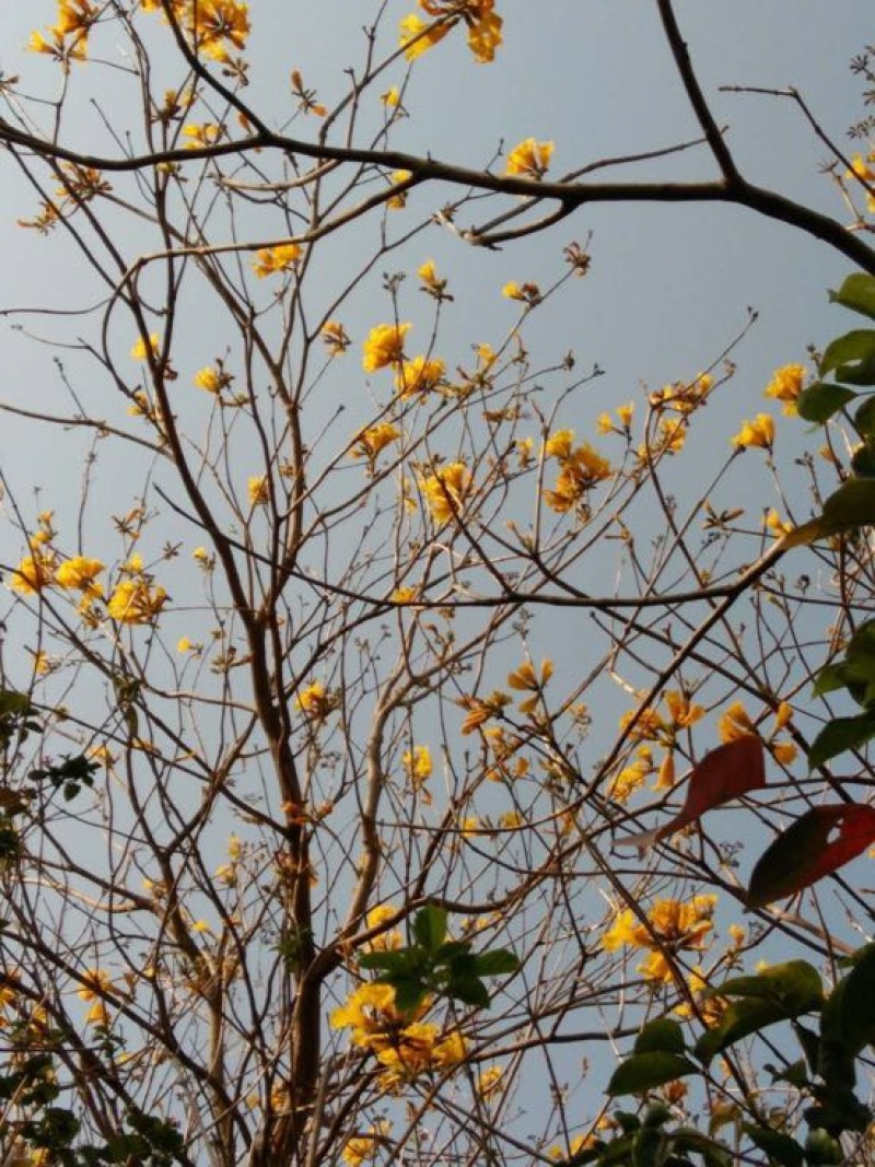 黄花风铃木3m以上，米径8厘米以上