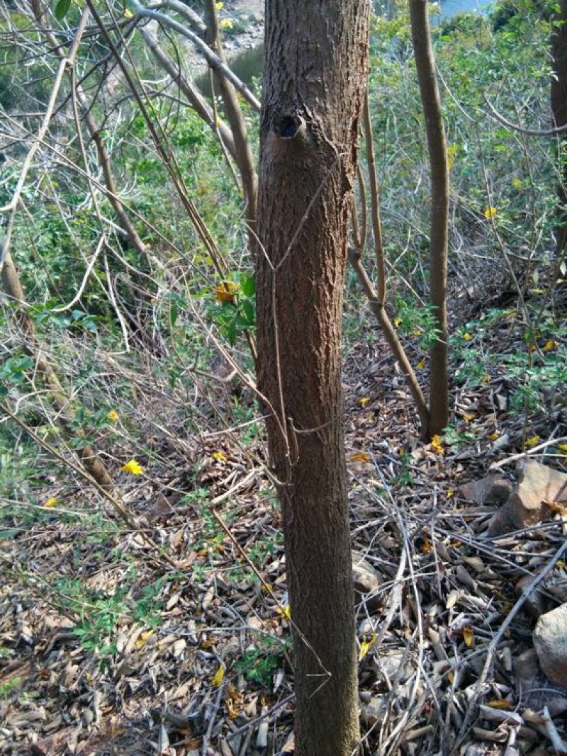 黄花风铃木3m以上，米径8厘米以上