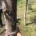 银杏实生树4~6cm2.5~3米2~3米