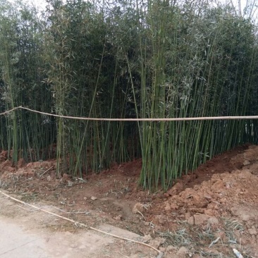 早园竹3~4m
