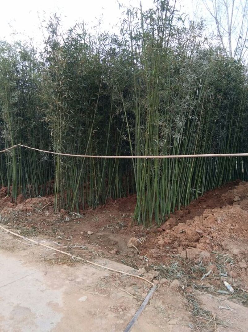 早园竹3~4m