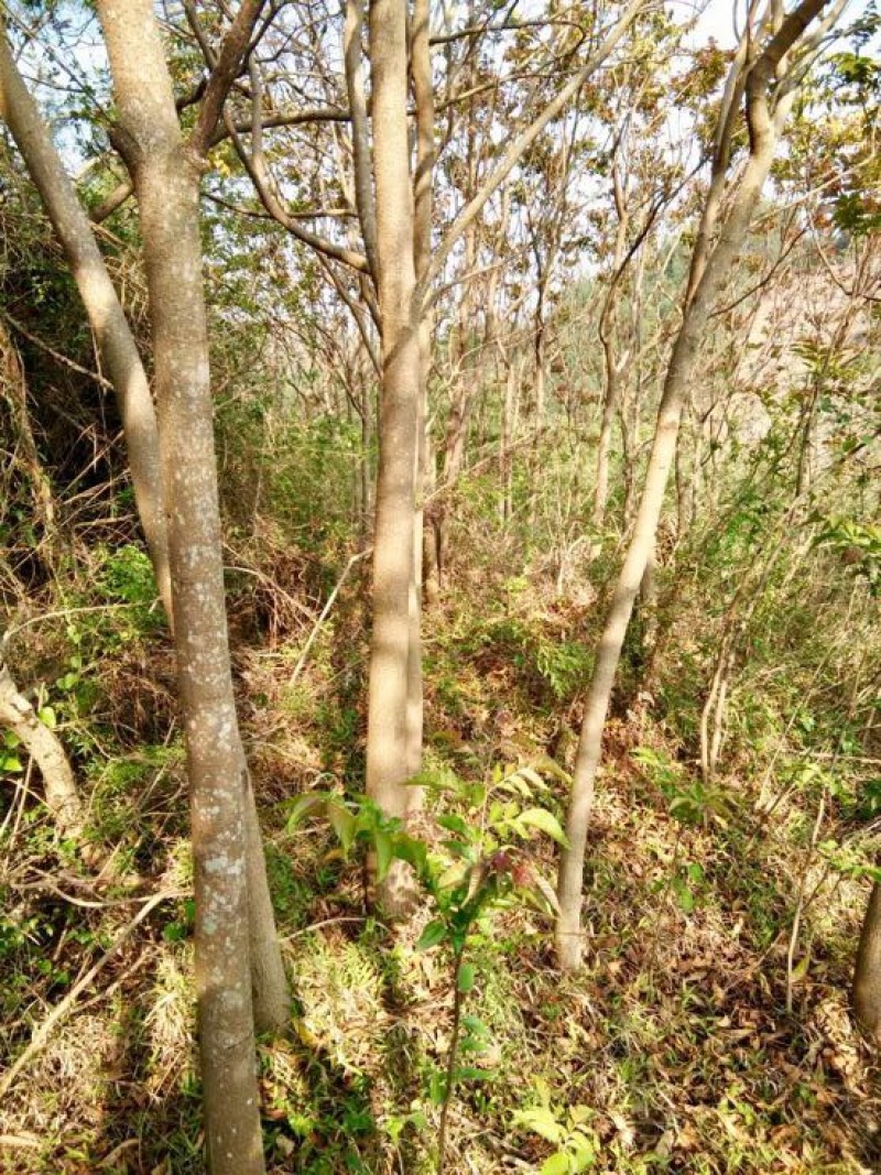 麻楝3米以上，米径8厘米以上