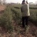 陕西省韩城市大红袍花椒苗1~2年