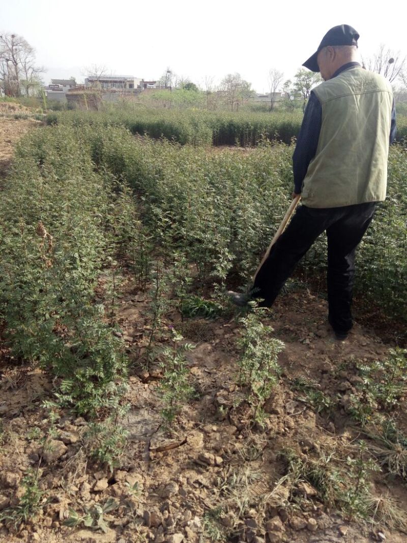 陕西省韩城市大红袍花椒苗1~2年