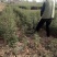 陕西省韩城市大红袍花椒苗1~2年