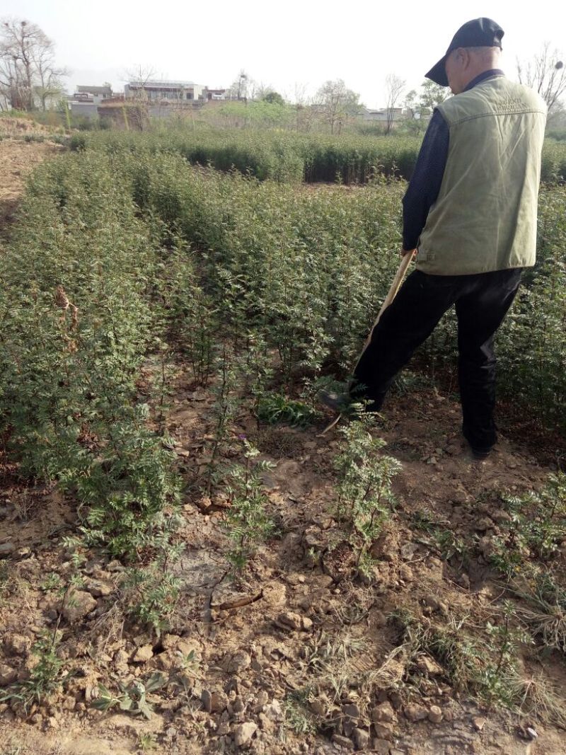 陕西省韩城市大红袍花椒苗1~2年