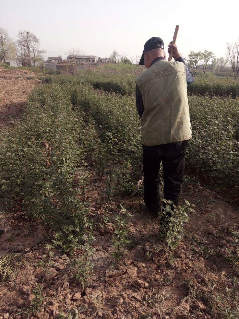 陕西省韩城市大红袍花椒苗1~2年