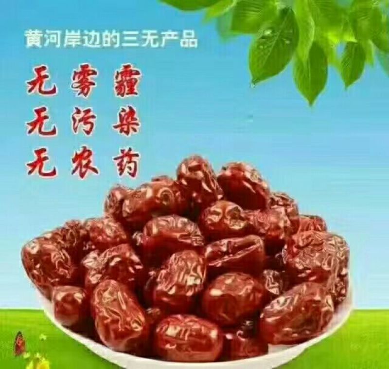 红枣陕北黄河滩油枣