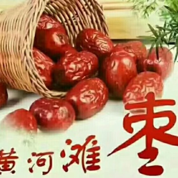 红枣陕北黄河滩油枣