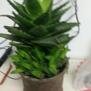 芦荟球形花瓣盆带盆栽好