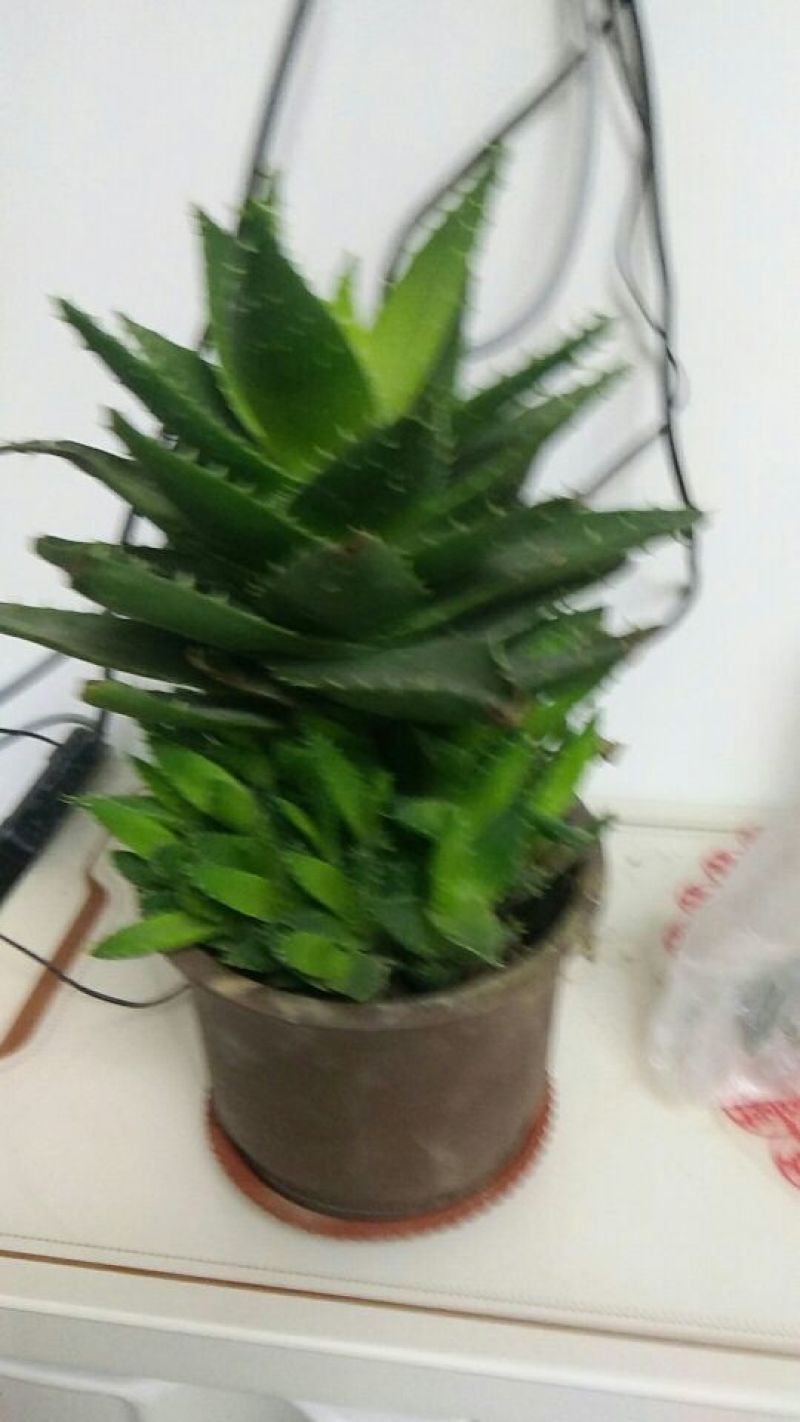 芦荟球形花瓣盆带盆栽好