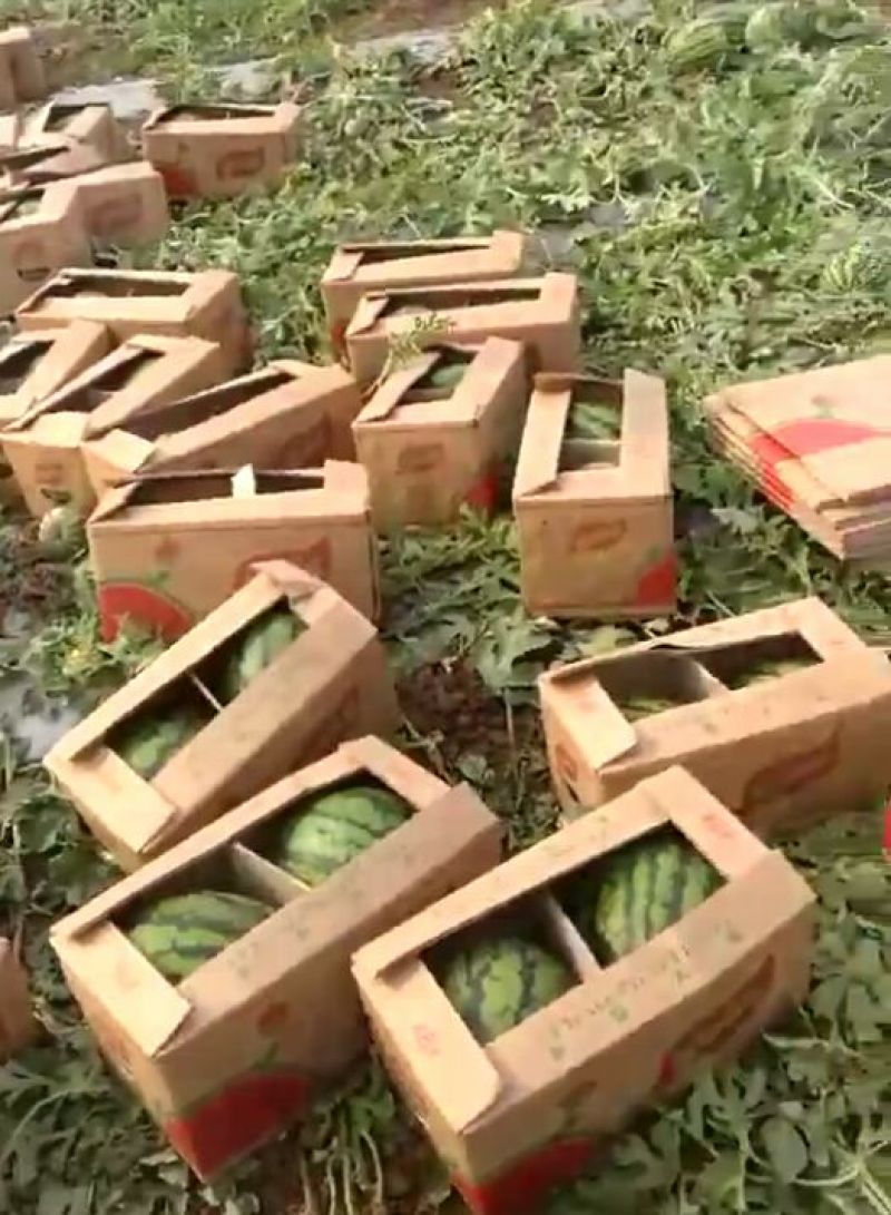 甜王西瓜8斤打底8成熟1茬
