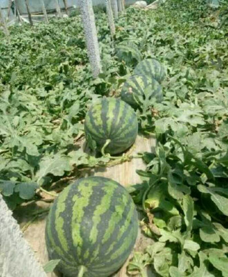 甜王西瓜8斤打底8成熟1茬