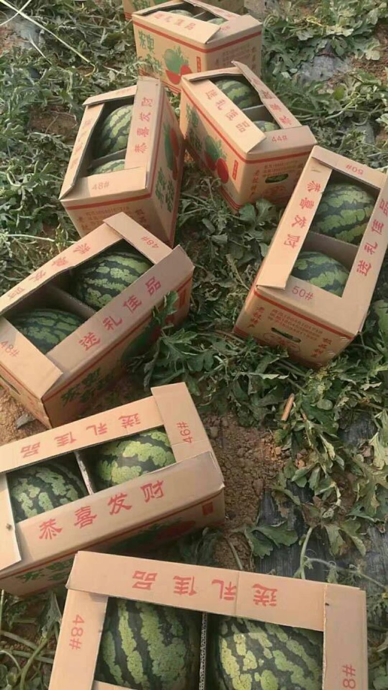 甜王西瓜8斤打底8成熟1茬