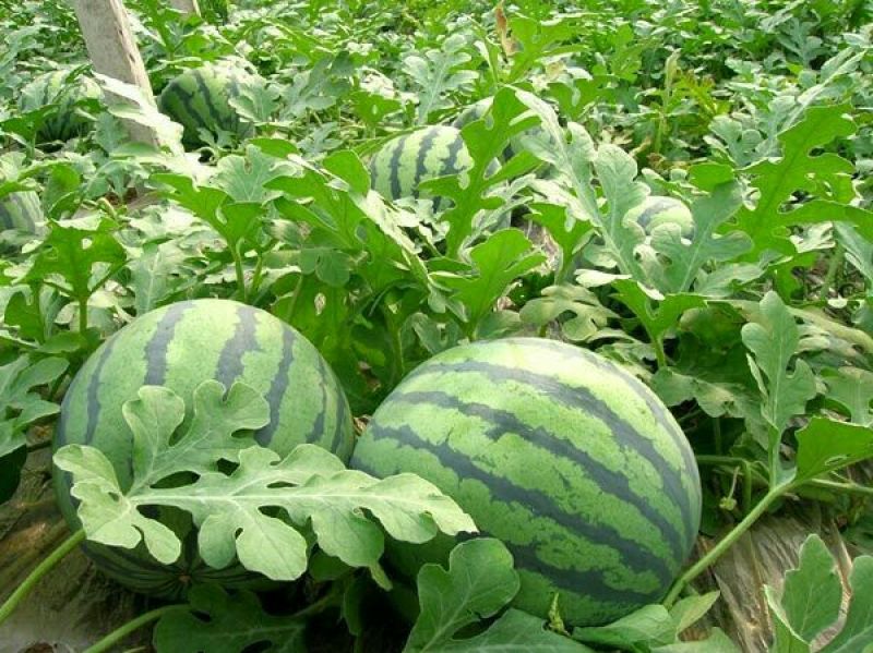 甜王西瓜8斤打底8成熟1茬