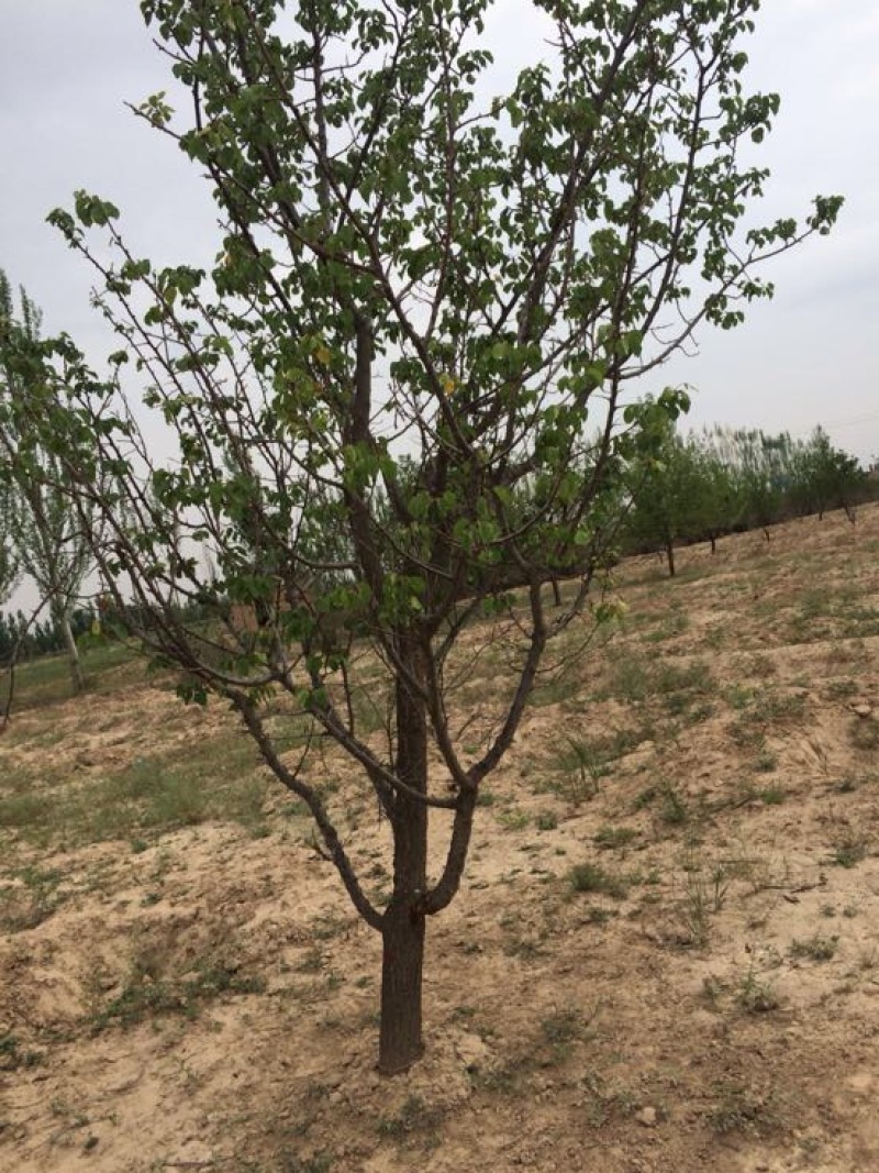 杏树6~8cm6~8cm3~3.5米