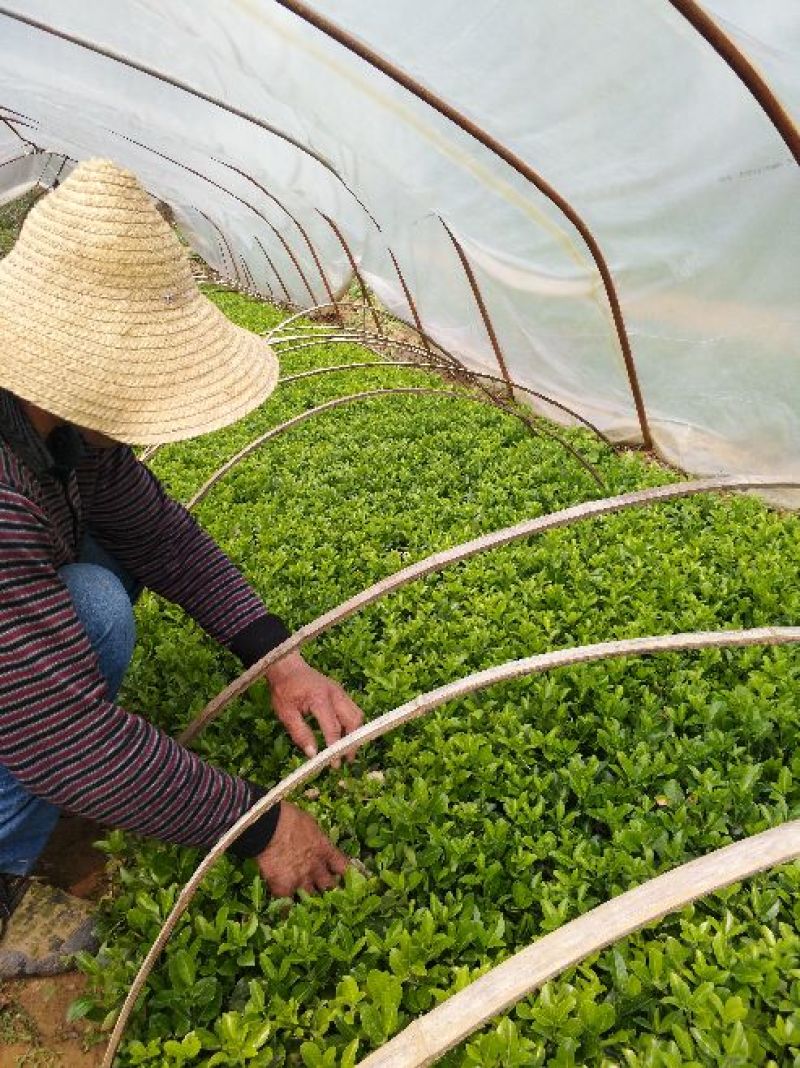江苏冬青苗冬青床苗根系发达成活率高