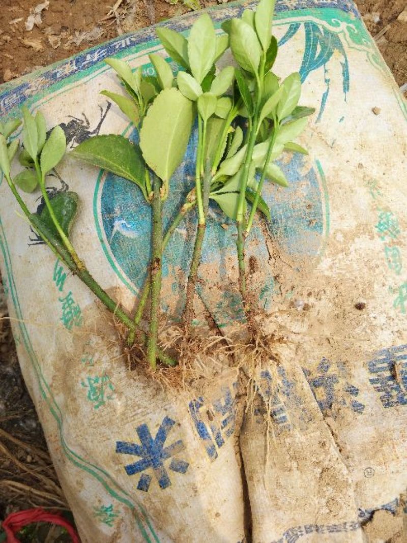 江苏冬青苗冬青床苗根系发达成活率高