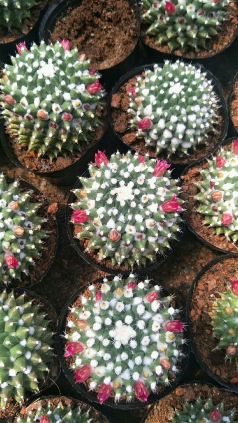 仙人球各种仙人球批发质量好