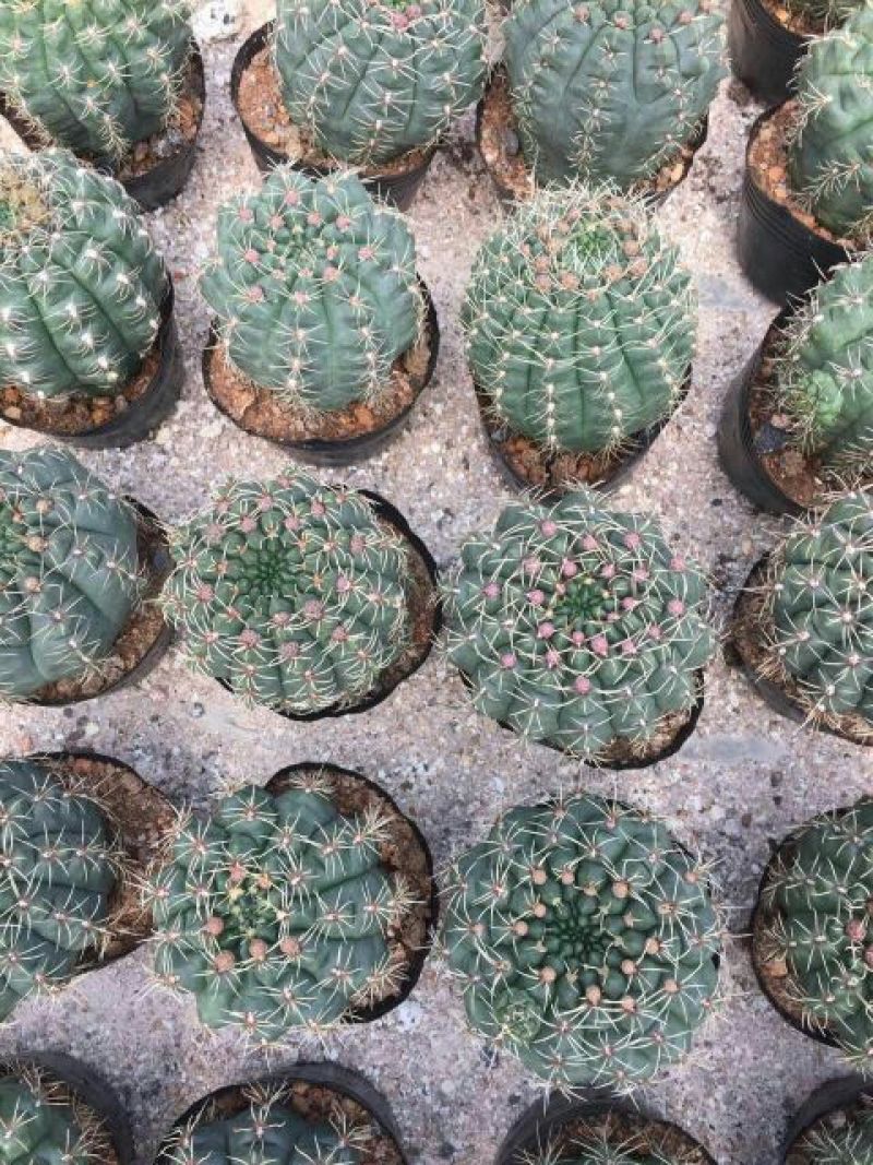 仙人球各种仙人球批发质量好