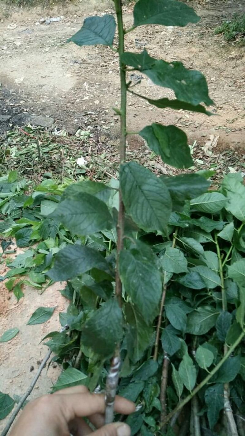 三华李树苗40~50cm