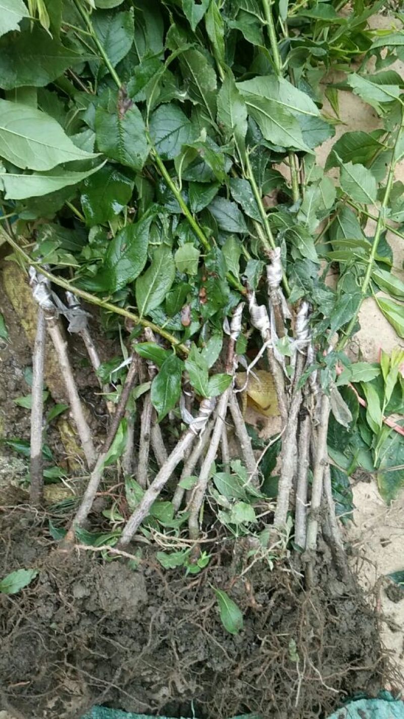 三华李树苗40~50cm