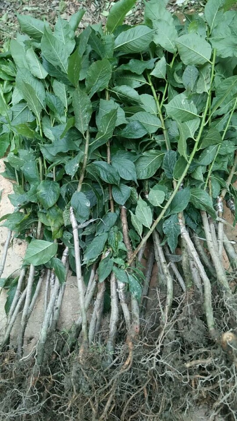 三华李树苗40~50cm