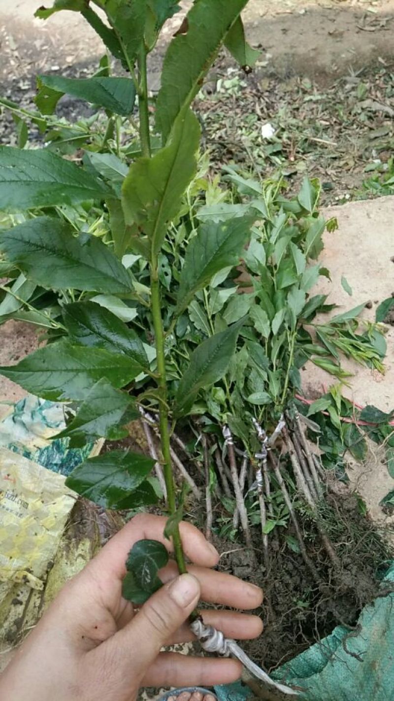 三华李树苗40~50cm