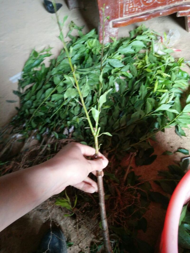 三华李树苗40~50cm
