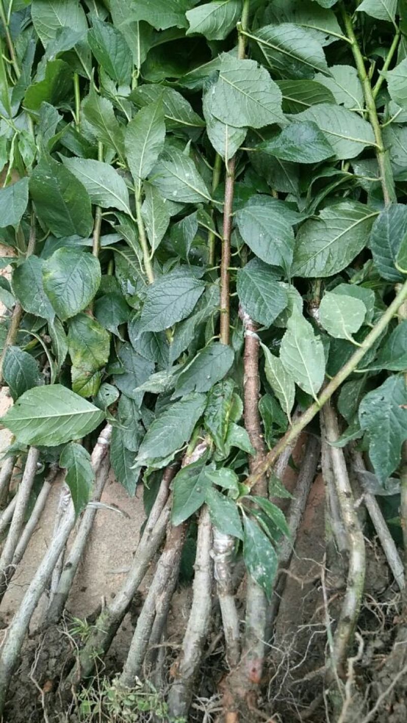 三华李树苗40~50cm