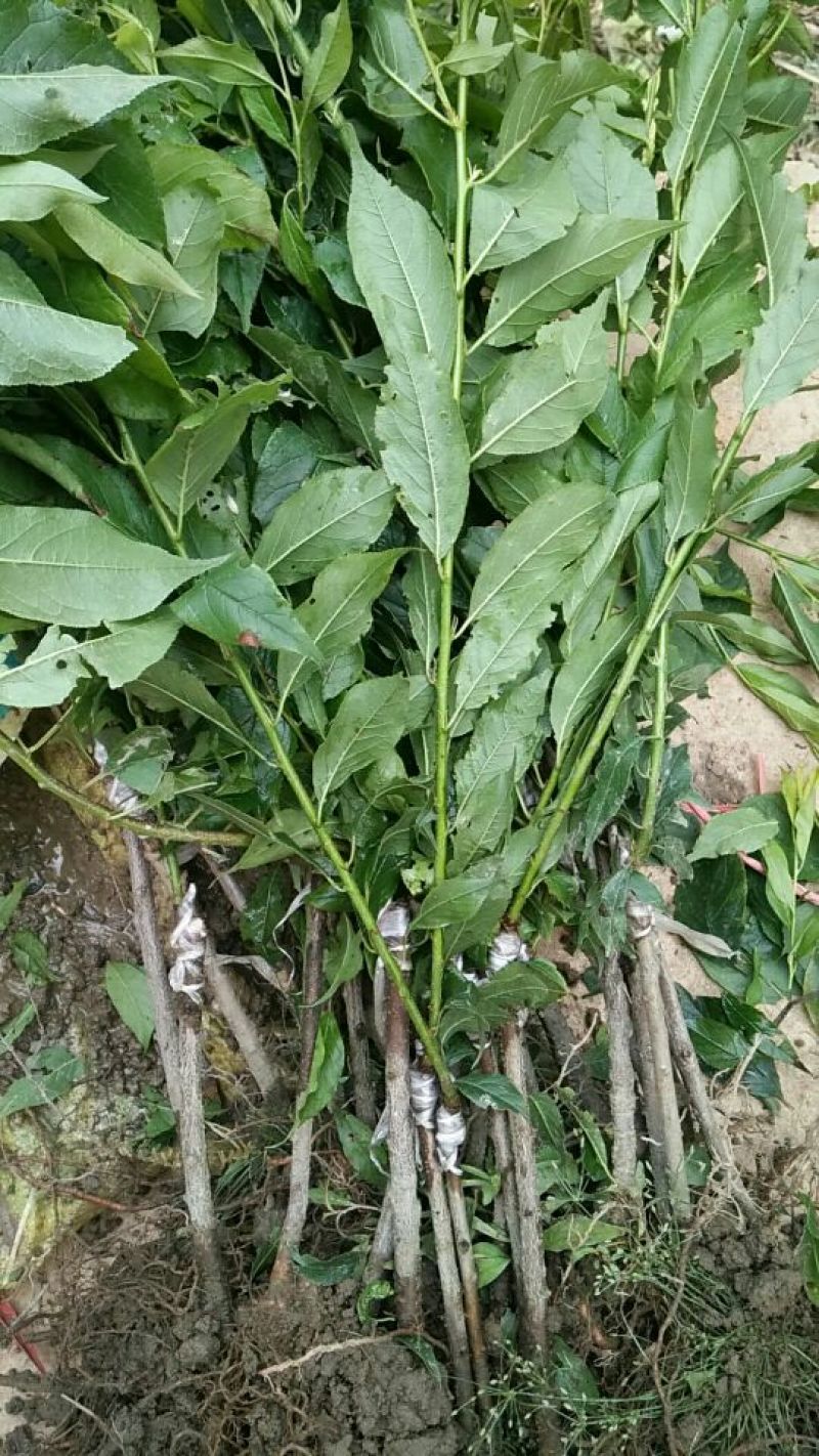 三华李树苗40~50cm