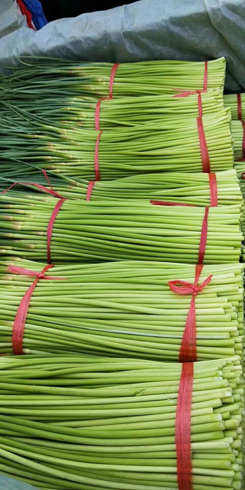 【市场推荐】蒜薹精品大量供应，支持精加工！支持市场批发！