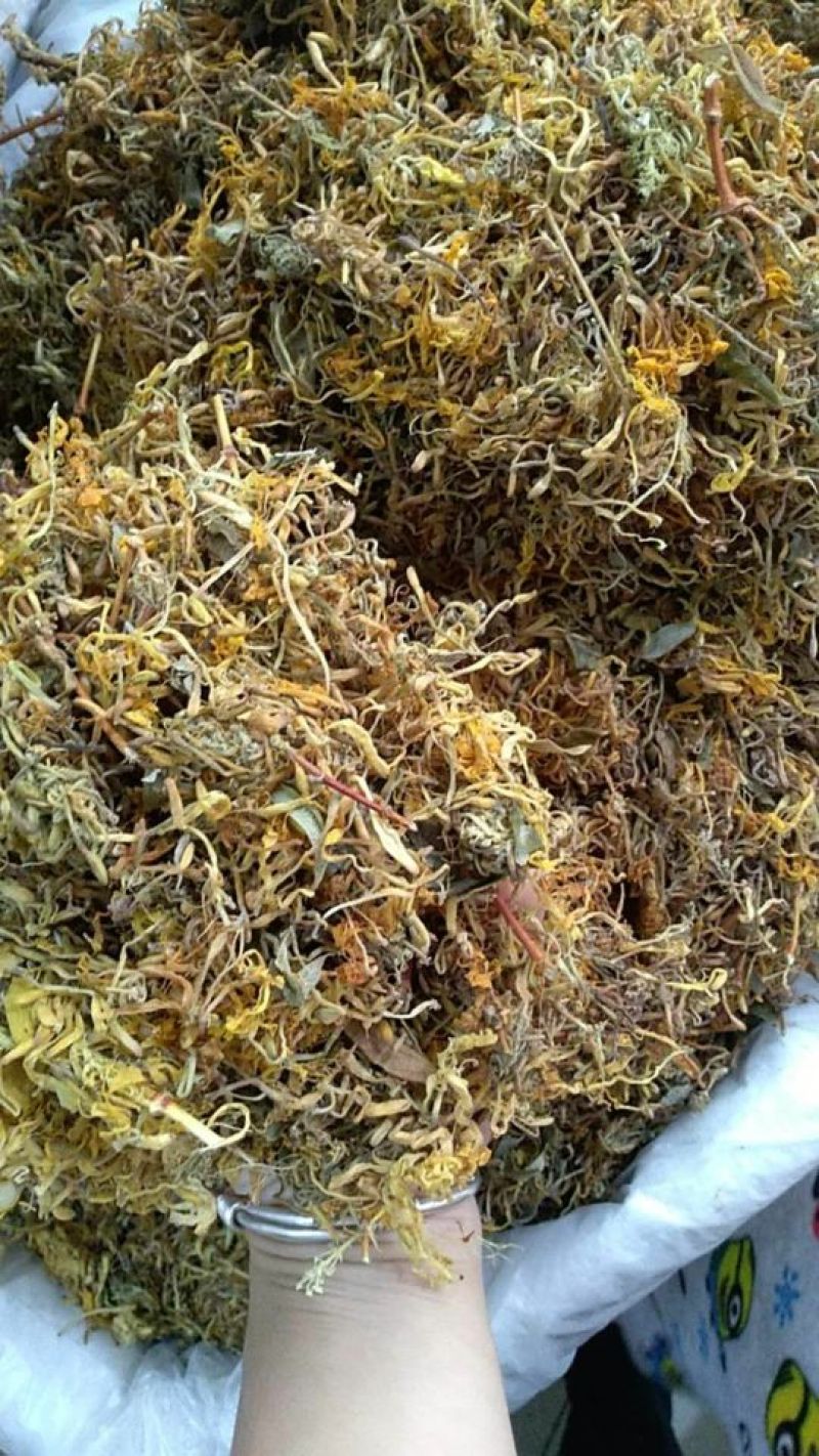 金银花湖南开花金银花。