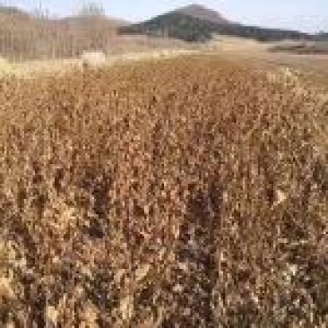 五角枫30~50cm