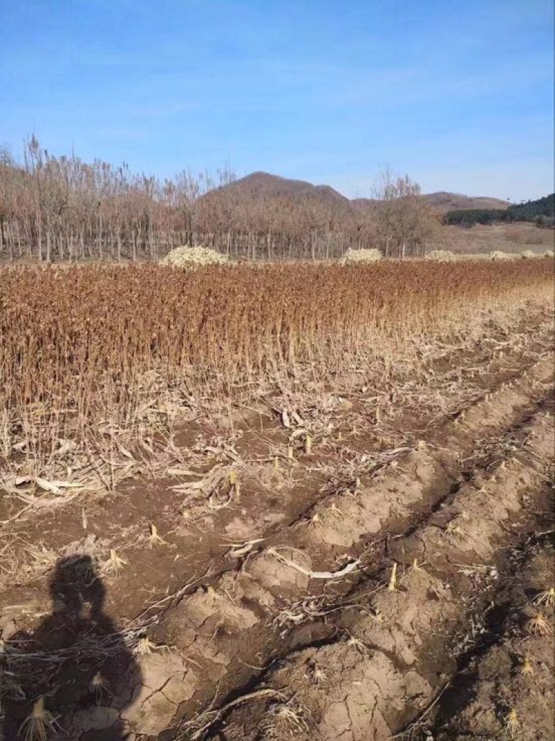五角枫30~50cm