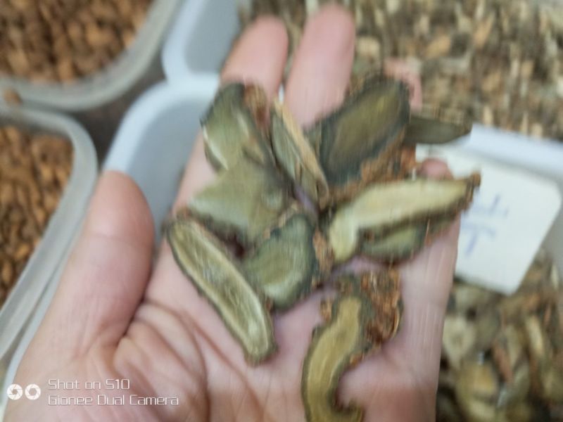 三七干货统货60头