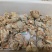 三七干货统货60头