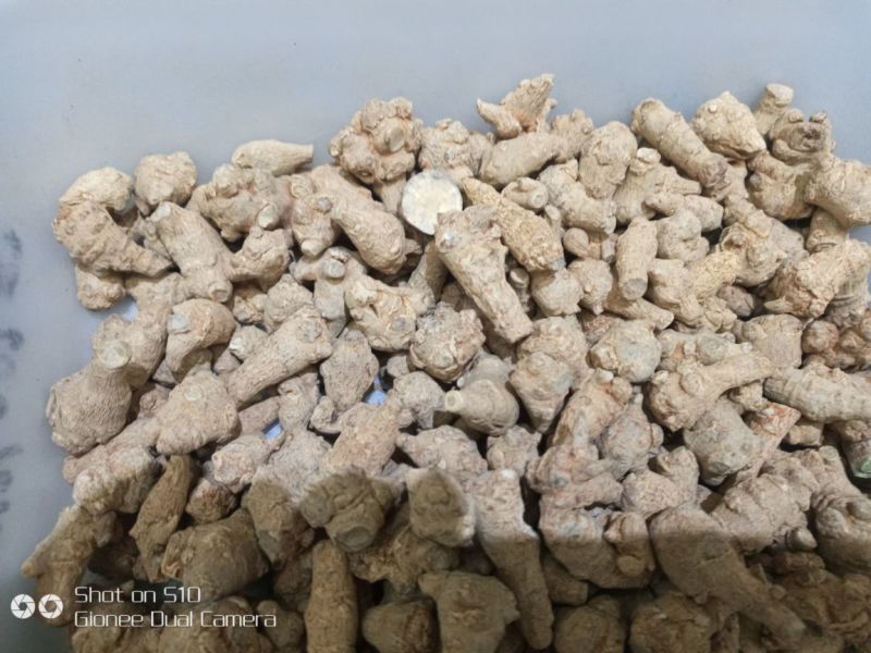 三七干货统货60头