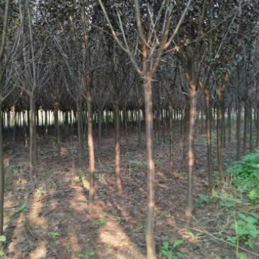 紫叶李苗圃基地直发，诚信经营，量大从优，可视频选苗