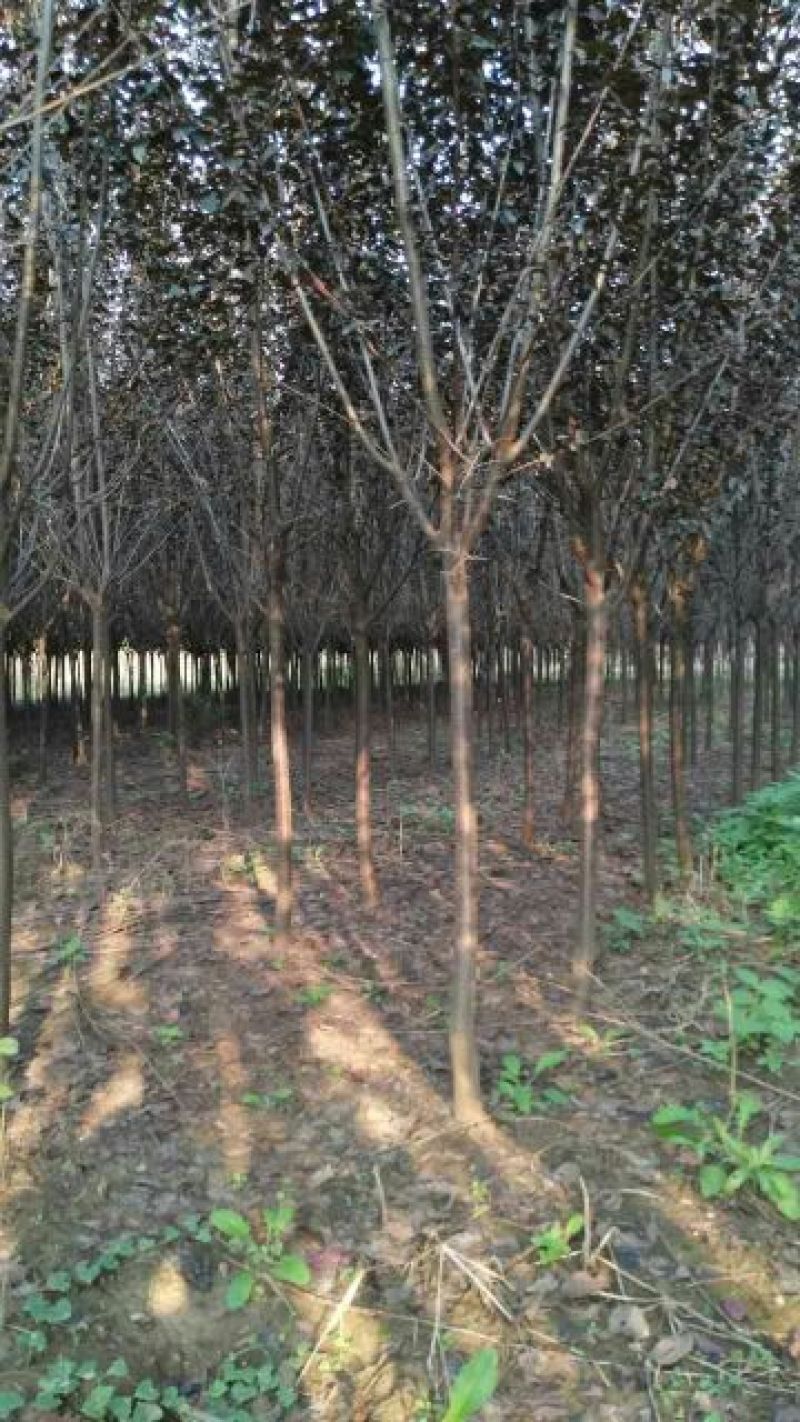 紫叶李苗圃基地直发，诚信经营，量大从优，可视频选苗