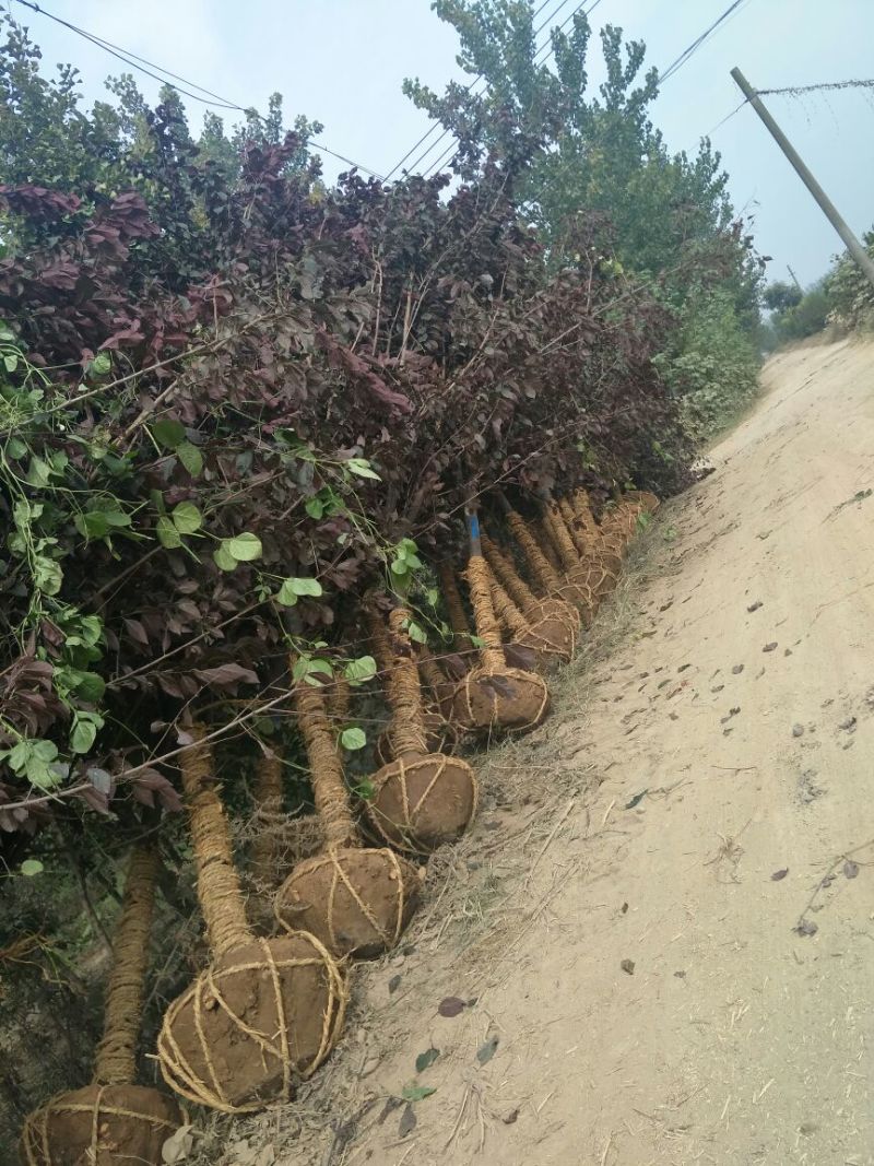 紫叶李苗圃基地直发，诚信经营，量大从优，可视频选苗