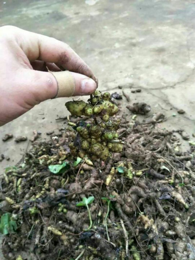 藤三七野生藤三七鲜货10斤起发货量大优惠