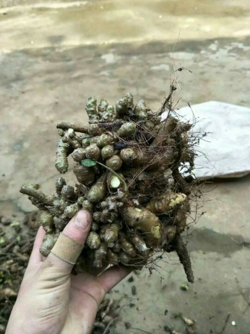藤三七野生藤三七鲜货10斤起发货量大优惠