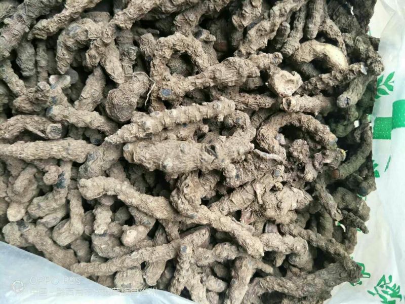 藤三七野生藤三七鲜货10斤起发货量大优惠
