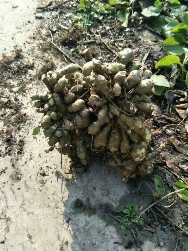 藤三七野生藤三七鲜货10斤起发货量大优惠