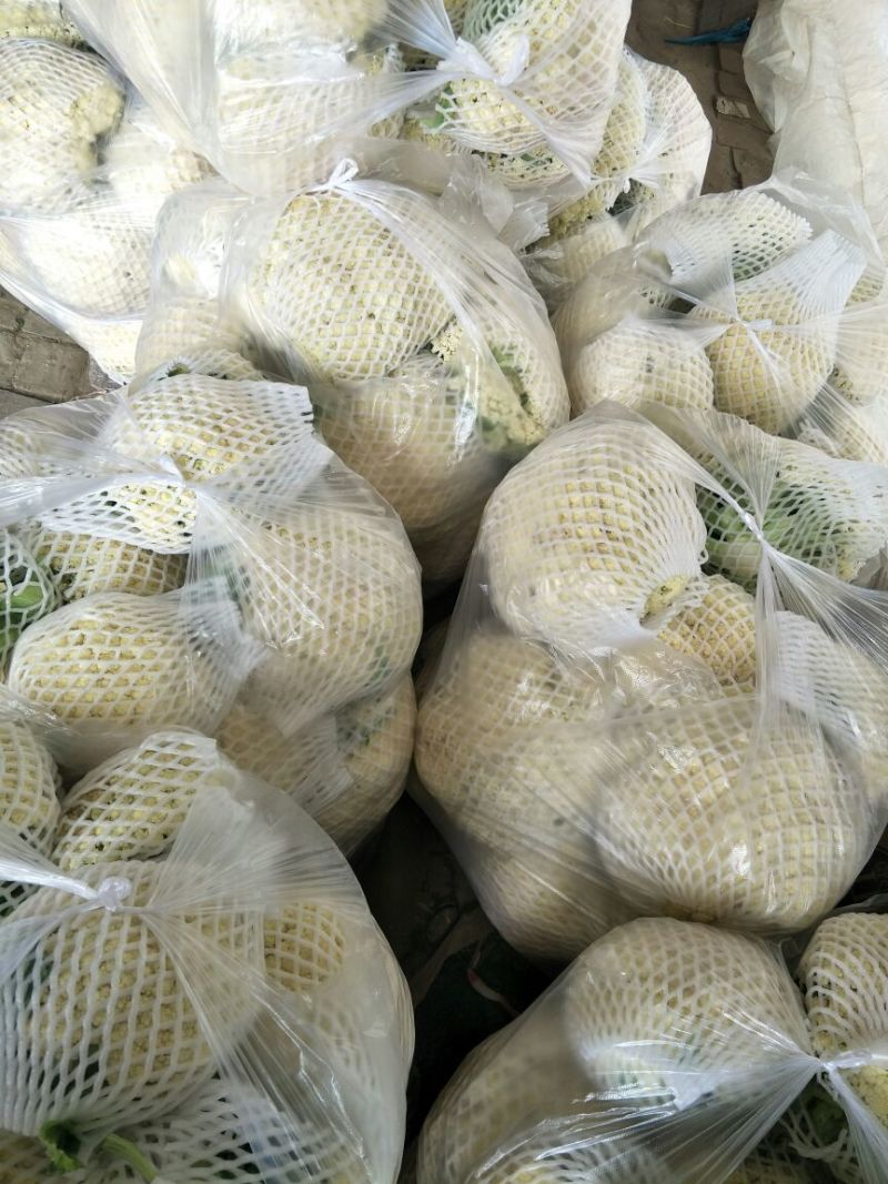 鲜辣椒质量好，量大