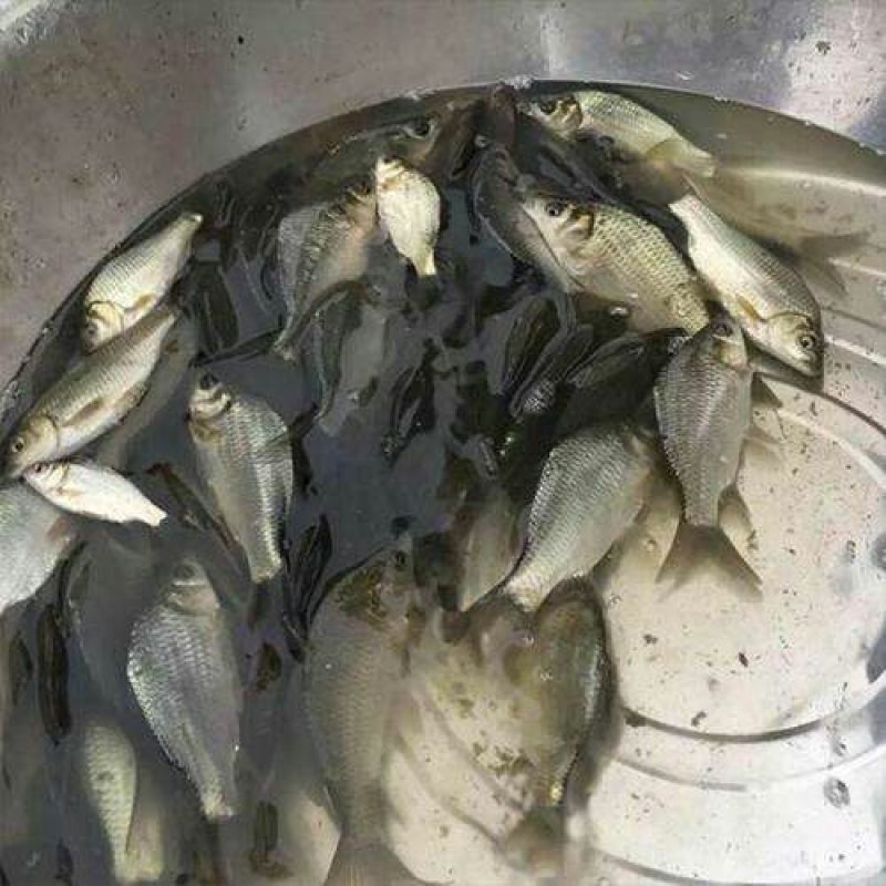 高背鲫食用