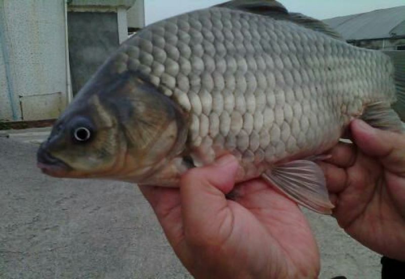 高背鲫食用