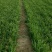大叶平茬汉中韭菜头茬